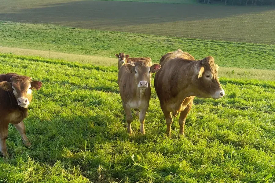 Viande direct ferme à Baraqueville
